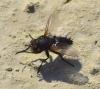 Voria ruralis